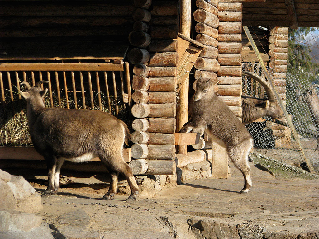 2012 Sanierung Alpenwildpark Interlaken